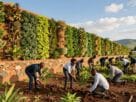 construção muro verde africa
