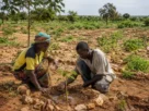 Viveiro e empregos verdes no Sahel